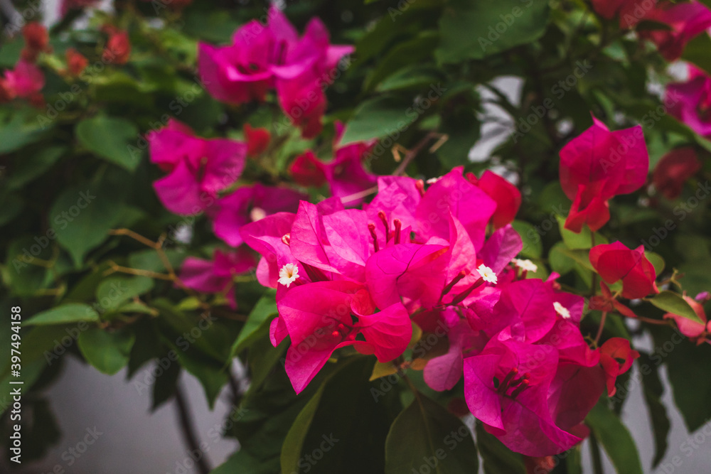 Close up of pink flower among leaves Close up of pink flower among leaves