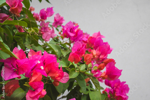 Close up of pink flower among leaves photo