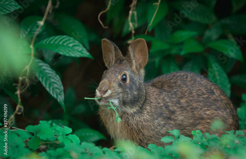rabbit in the grass eating