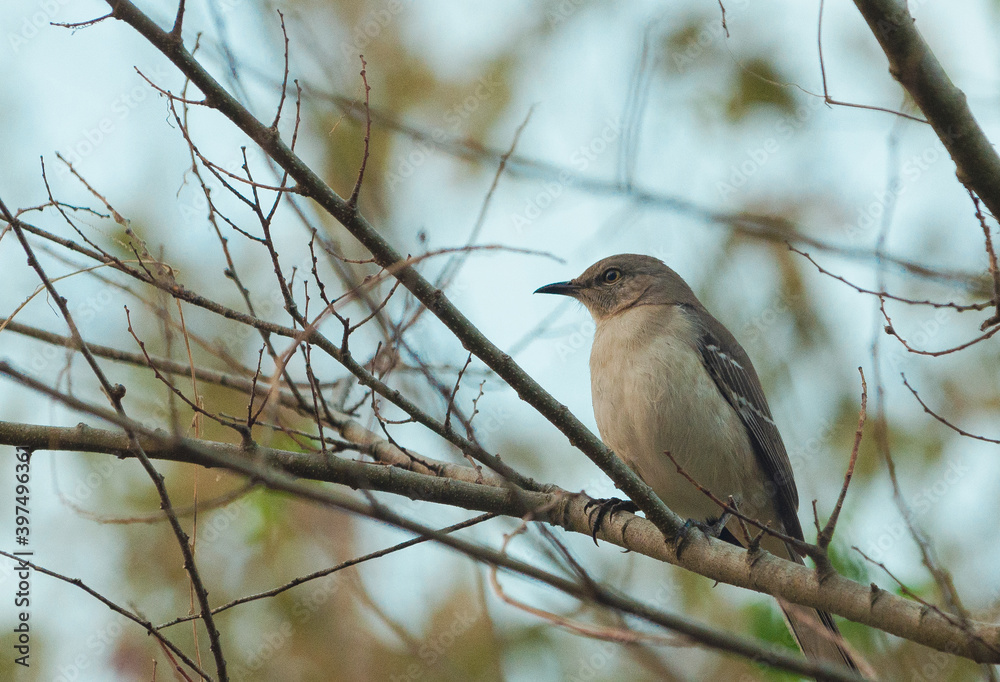 robin perched on a branch