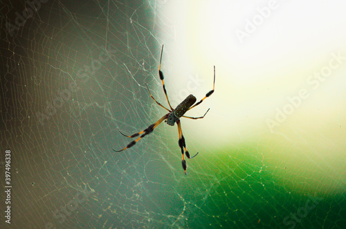 spider on the web