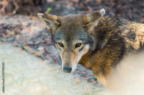grey wolf portrait