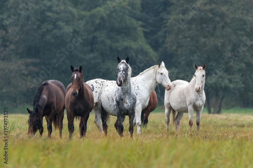 Konie wielkopolskie na łące, stado koni na pastwisku, stadnina © PeterG