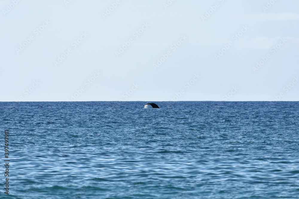 Humpback whale off the coast of Maui