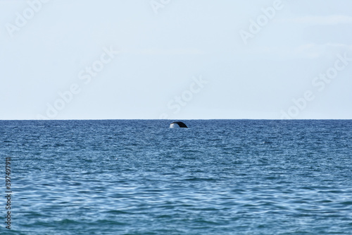Humpback whale off the coast of Maui © Nomad's Lens