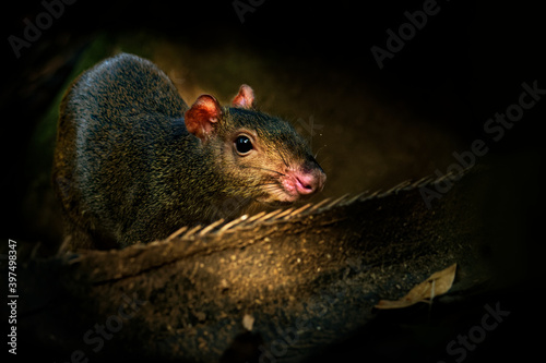 Central American agouti - Dasyprocta punctata brown mammal, rodent from the family Dasyproctidae, its range is from Mexico through Central America to Ecuador, Colombia and western Venezuela photo