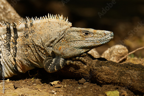 Ctenosaura similis  known as black spiny-tailed iguana  black iguana or black ctenosaur lizard native to Mexico and Central America  introduced to United States in Florida  fastest lizard of the world