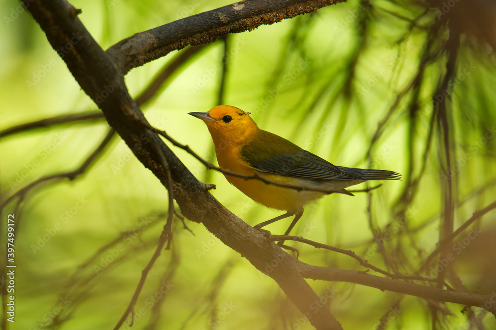 Fototapeta premium Prothonotary warbler - Protonotaria citrea small yellow songbird of the New World warbler family, the only member of the genus Protonotaria, bird on the branch in Costa Rica, Central America