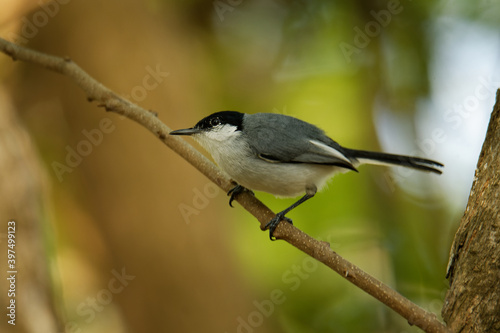 Black-capped Gnatcatcher - Polioptila nigriceps, bird is blue-grey on the upperparts with white underparts, long slender bill and a long black tail with white outer tailbands on the uppertail