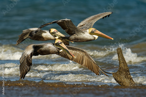 Brown pelican - Pelecanus occidentalis big bird of the pelican family, Pelecanidae, feed and hunt by diving into water. Flying and fishing, kamikaze to the water from the flight, blue sea and waves