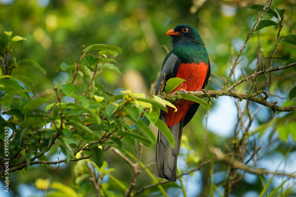 Slaty-tailed Trogon - Trogon massena,