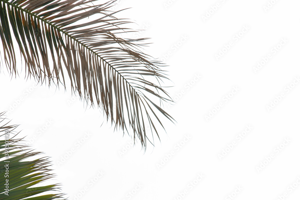 Green leaves of tropical evergreen palm tree