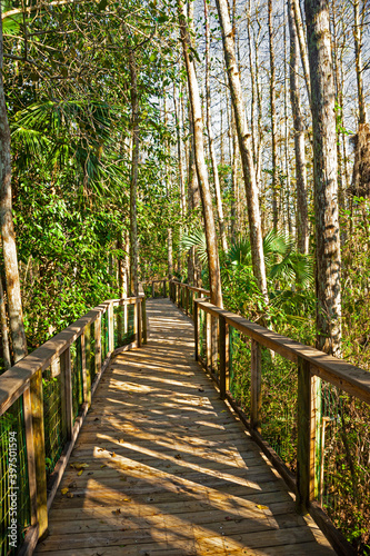 Board walk thru wetland area in the Central Florida