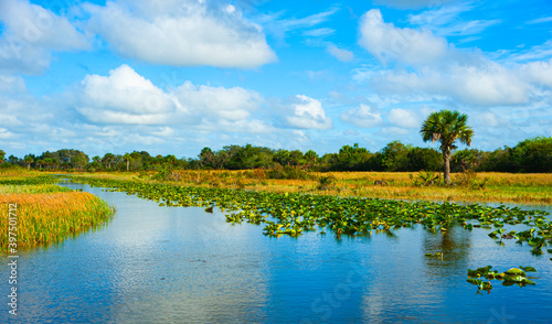 Freshwater swamp areas in the Central Florida