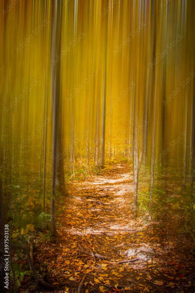 Naklejka premium Blurry trees surrounding a path in the woods