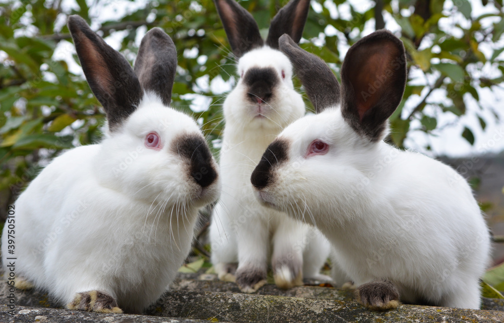 Obraz premium Californian breed rabbits
