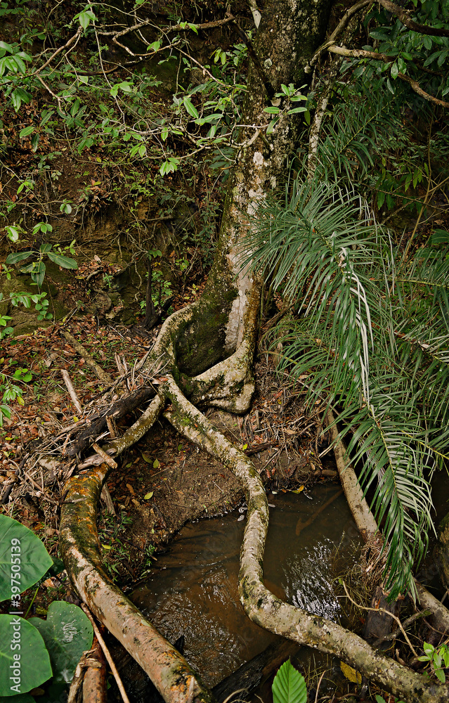 Fototapeta premium Pequena cachoeira com muitas pedras e arvores em volta. Situada em fazenda na região de Esmeraldas.