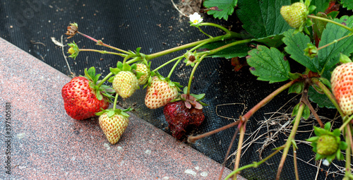 Anthracnose disease affecting a ripe strawberry fruit photo