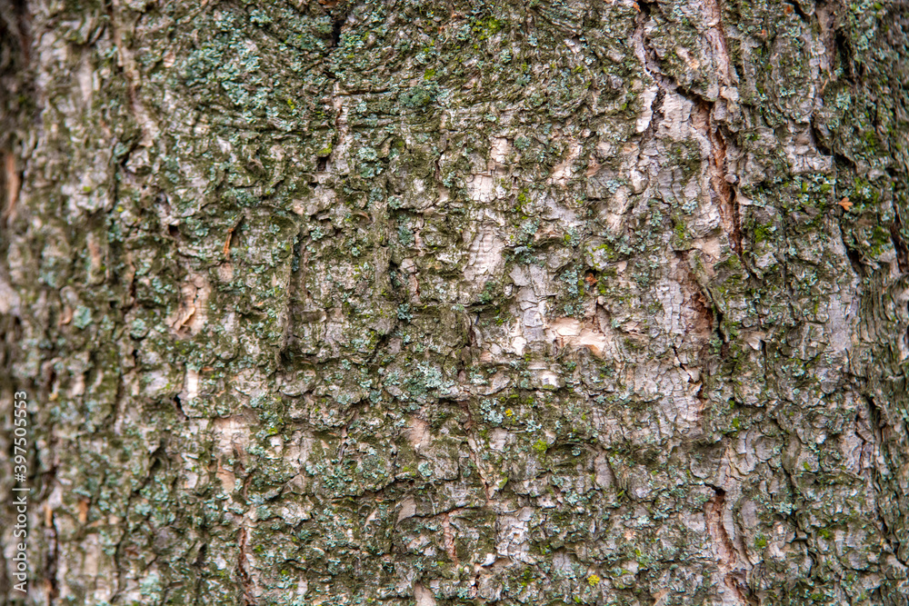 bark of tree bark of tree