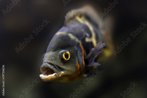 Oscar fish, Astronotus ocellatus. Tropical freshwater fish in aquarium. tiger oscar, velvet cichlid.fish from the cichlid family in tropical South America, most popular cichlids in the aquarium hobby