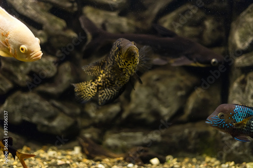 Managuense cichlid or Jaguar  Parachromis managuensis . Large cichlids in the aquarium.