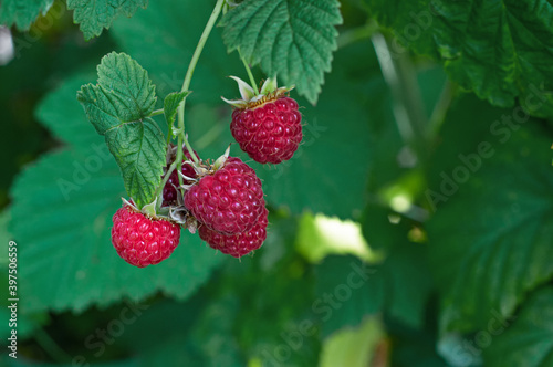 Raspberries. Growing Organic Berries Closeup. Ripe Raspberry In The Garden