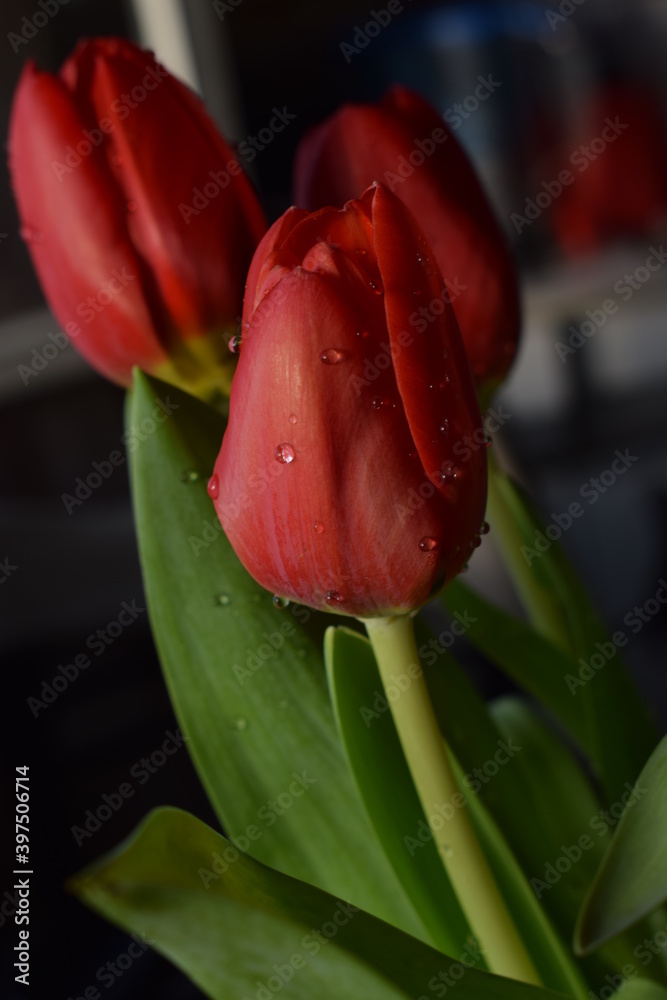 beautiful close-up image of red tulips beautiful close-up image of red tulips