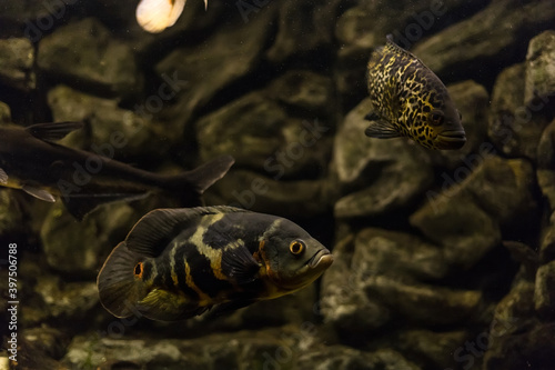 Managuense cichlid or Jaguar (Parachromis managuensis). Large cichlids in the aquarium.