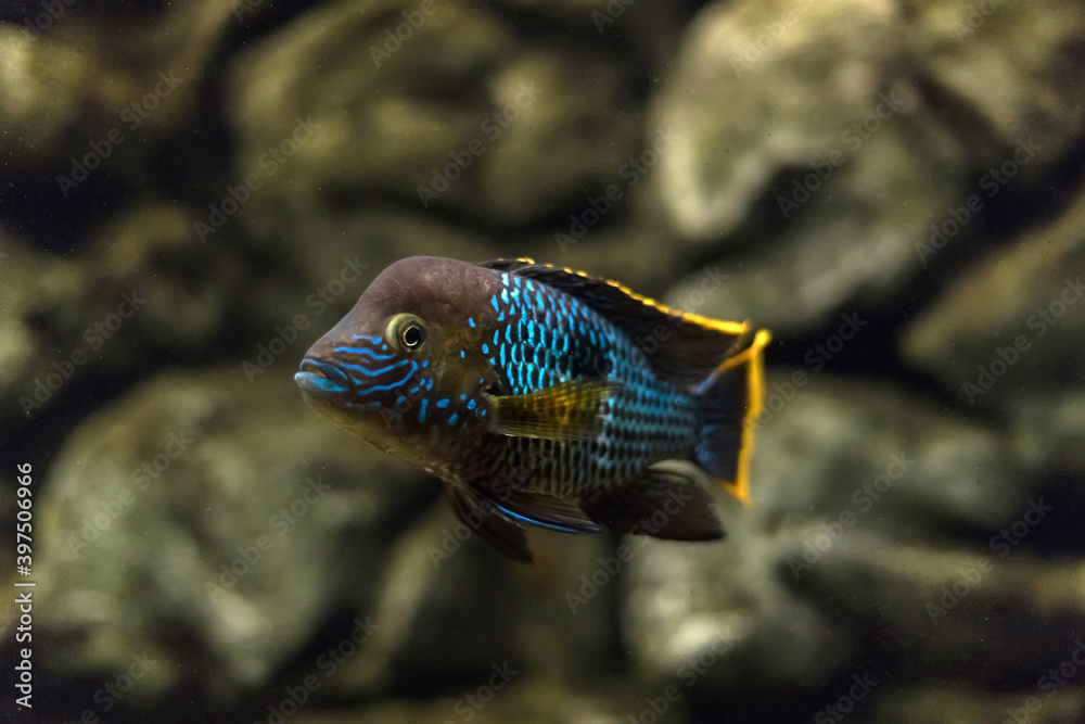 Fototapeta premium Acara. Turquoise acara in the aquarium