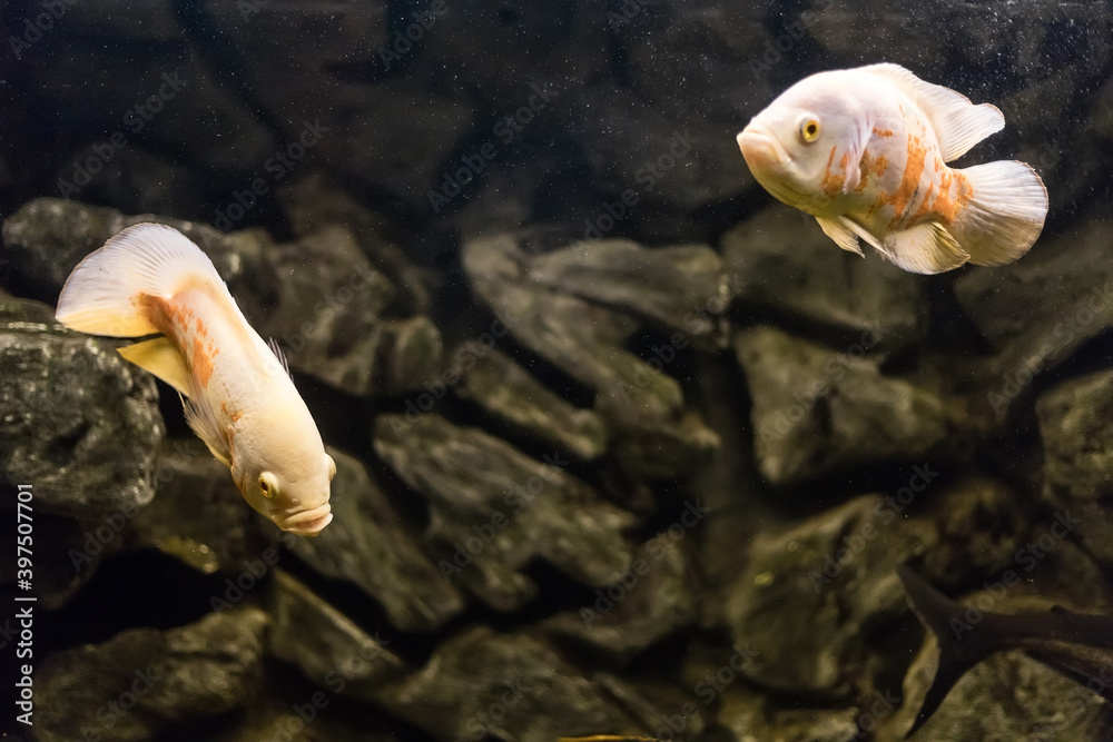 Obraz premium Oscar fish, Astronotus ocellatus. Tropical freshwater fish in aquarium. tiger oscar, velvet cichlid.fish from the cichlid family in tropical South America, most popular cichlids in the aquarium hobby