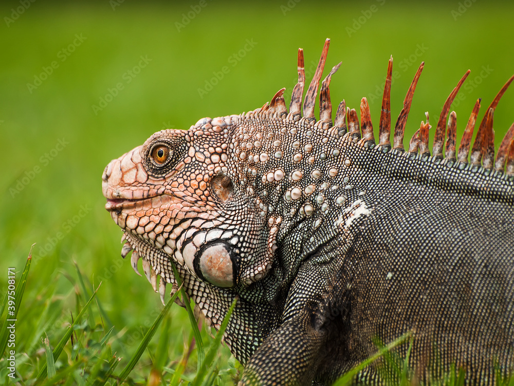 Obraz premium Iguana