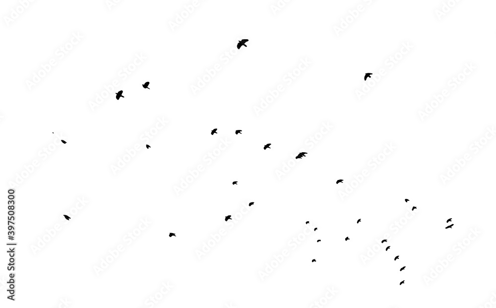A flock of flying birds. Vector illustration A flock of flying birds. Vector illustration