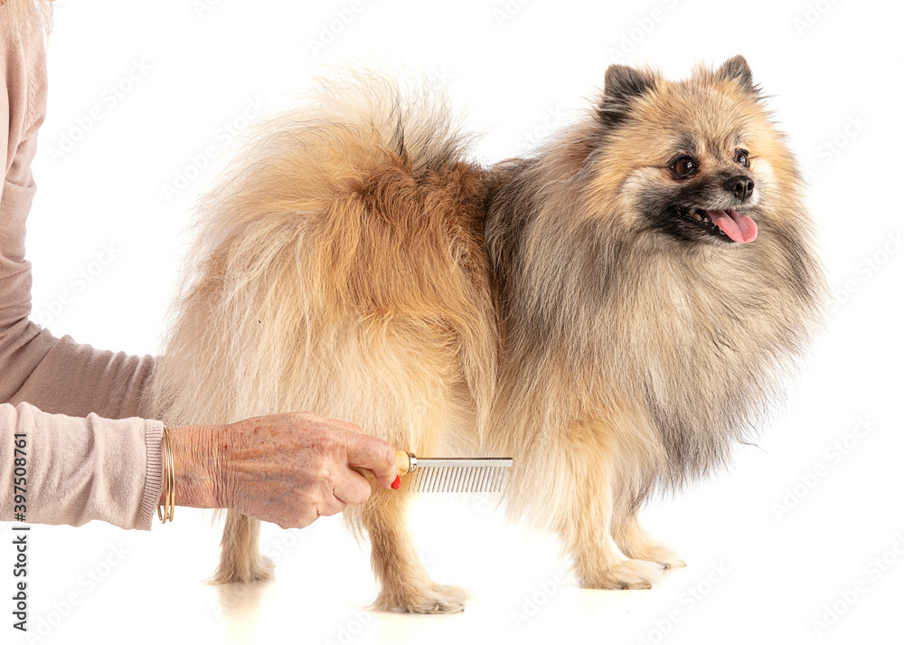 Obraz premium Brown Pomeranian Sheepdog being brushed