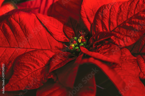 Close up on red poinsettia plant	
