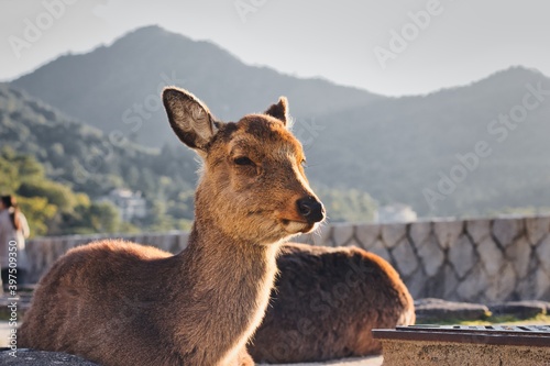 Friendly deer relaxing in front of mountains during sunset photo