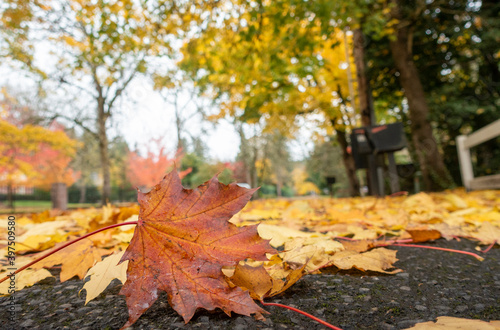 golden leaves in Portland Fall