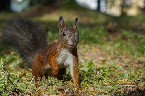 portrait of a red squirrel in a coniferous forest