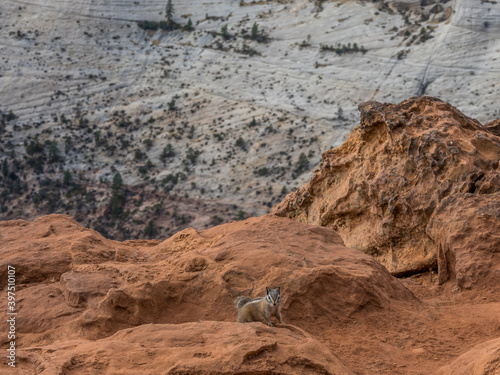 Chipmunk on the edge of cliff of Zion Canyon