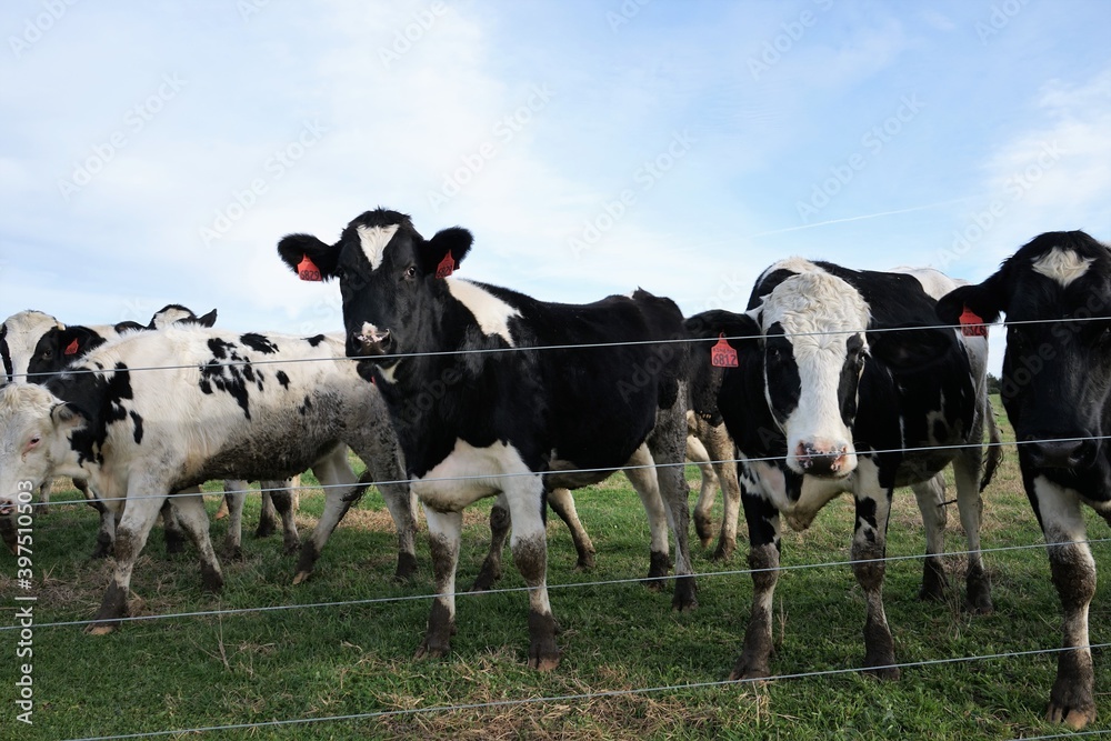 cows on a farm