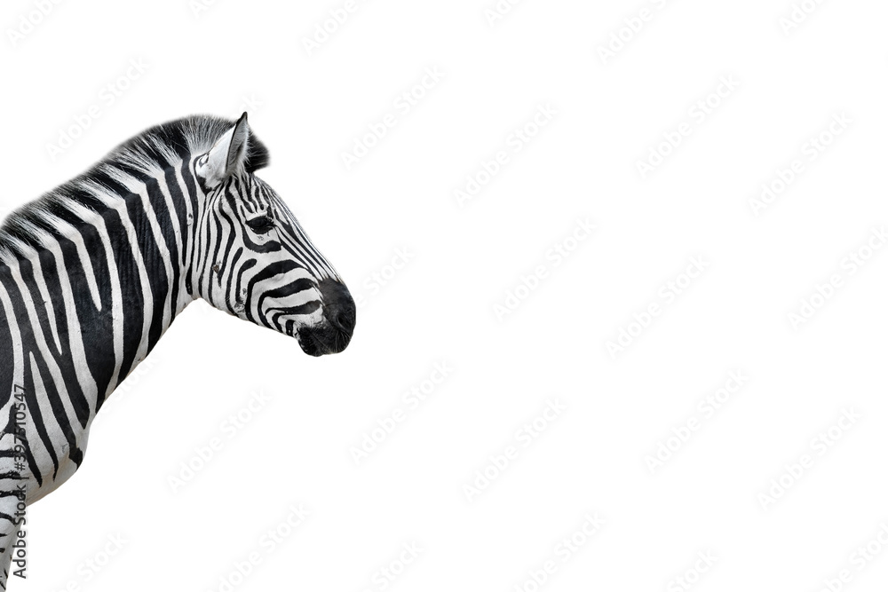 Naklejka premium Young zebra portrait isolated on white