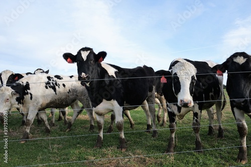 cows on a farm © Vito Natale NJ USA