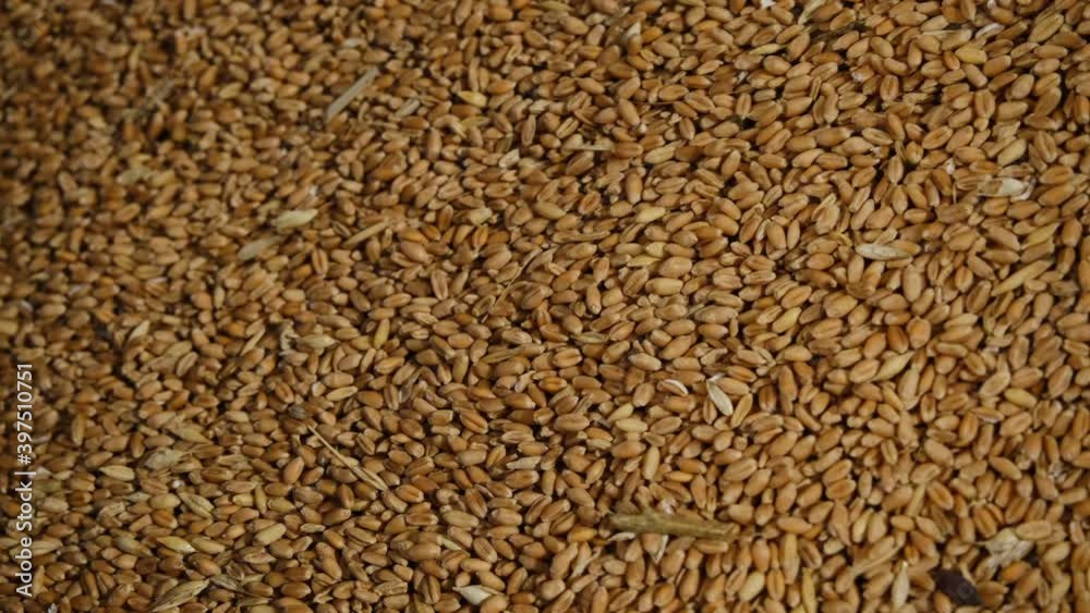 Wheat grains move into the machine in a flour factory Wheat grains move into the machine in a flour factory
