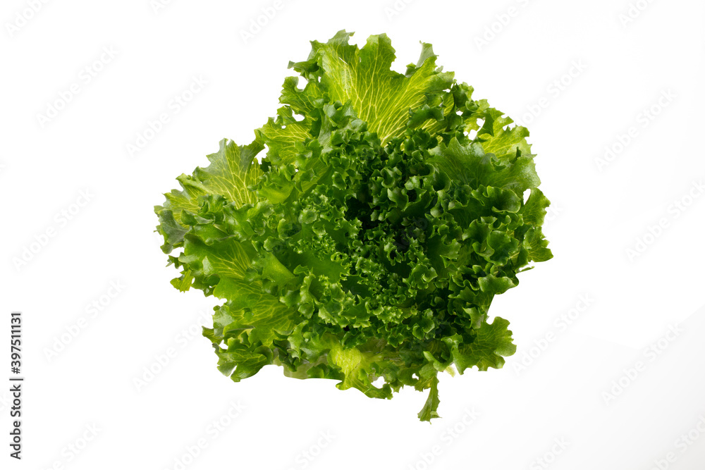 Obraz premium Salad leaves Bio lettuce isolated on white background.