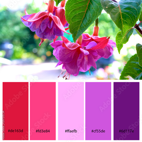 Fototapeta Bright Pink and Purple Designer Pack Color Palette inspired by nature