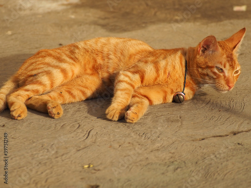 Picture of cat, captured on close up shoot