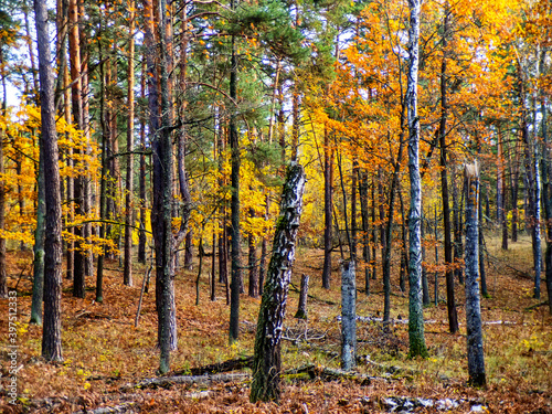 Autumn birch grove with yellow and gold leaves. Autumn tranquility in a mixed forest.