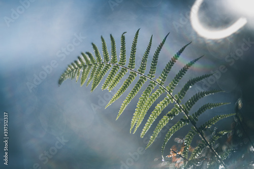 fern leaves in the morning vintage lens rendering © Marc Andreu