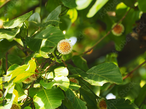 Close up shot of Jabon /  Antochepalus Cadamba flower and leafs