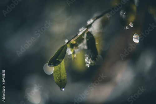 Shining Raindrops on the branches of a tree vintage lens rendering