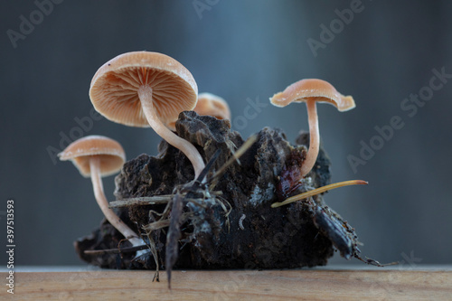 Gymnopilus bellulus mushrooms in the nature photo